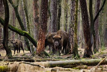 Stado żubrów w starym ciemnym lesie  © kubikactive