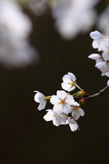 逆光で撮影した清楚な桜の花