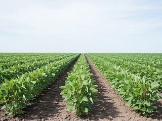 Expansive Soybean Field Underneath a Clear Sky during the Growing Season