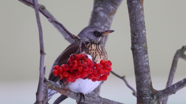 Close-up of a fieldfare perched on a rowan branch beside red berries against a pale green background on a cold, windy winter day.