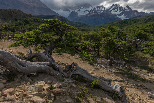 Gnarled Lenga trees and weathered wood in a rocky valley overlooking snow-capped peaks and glaciers in Los Glaciares National Park, Patagonia, Argentina.