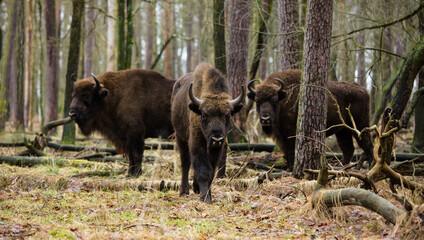 Stado żubrów w starym ciemnym lesie © kubikactive