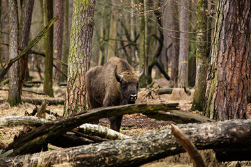 Stado żubrów w starym ciemnym lesie © kubikactive