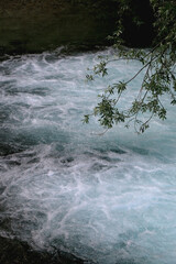 Lush plant growing by the river. Selective focus.