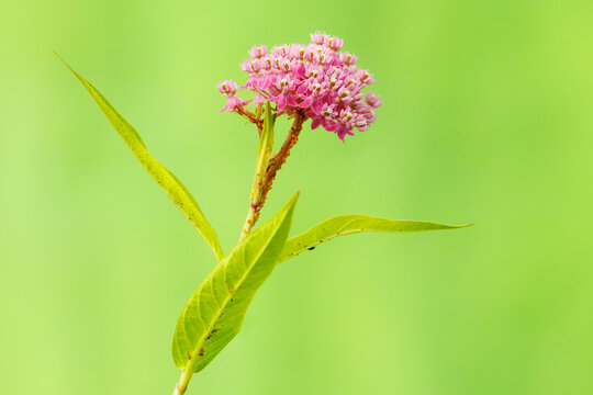 Swamp Milkweed, Asclepias incarnata, with Oleander Aphids, Aphis nerii.