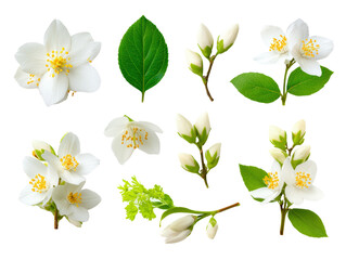 Fototapeta premium White jasmine flower and green leaf cluster with buds and stems conveying delicate fresh floral elegance