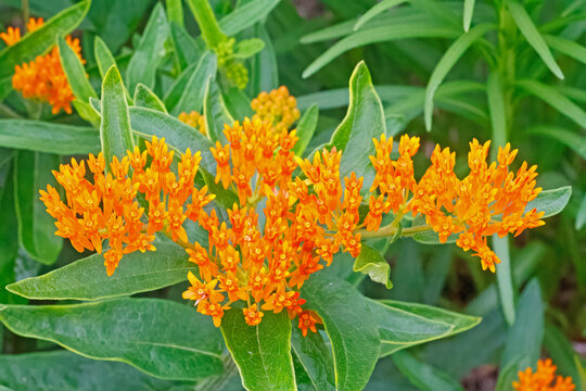 Butterfly milkweed, Asclepias tuberosa