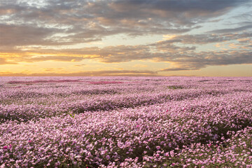 Fototapeta premium A pink cosmos flower field at sunset
