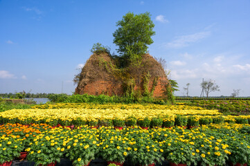 Flower fields in bloom next to an old brick kiln in the countryside of Phu Son, Ben Tre province, Vietnam.