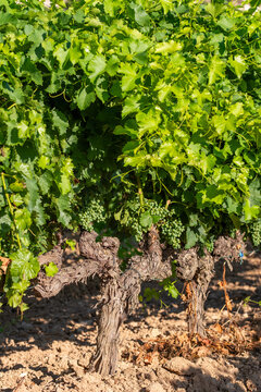 Textured grapevine trunk in vineyard with leaves showing rural agriculture and viticulture in Terra Alta Catalonia Spain in daylight