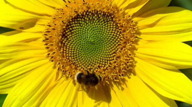 Eine Hummel sucht Nektar in der Bl&uuml;te von einer Sonnenblume