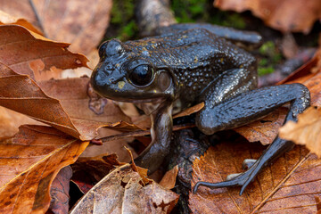 Obraz premium brown-black colored skinny Northern Green Frog Lithobates clamitans with oversized eyes on a cold day of winter thaw zoom
