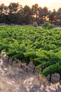 Rural green vineyard rows of grapevine in agriculture and viticulture in Terra Alta Catalonia Spain with soft sunlight and depth