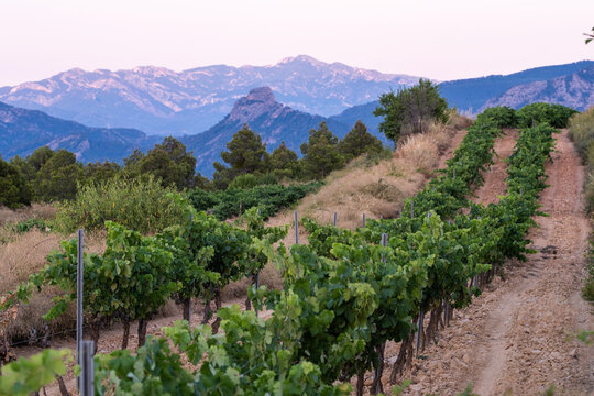 Countryside vineyard landscape with grapevine rows and mountains showing agriculture in Terra Alta Catalonia Spain under clear daylight