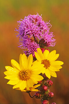 Rough blazing star (Liatris aspera) and western sunflower (Helianthus occidentalis)