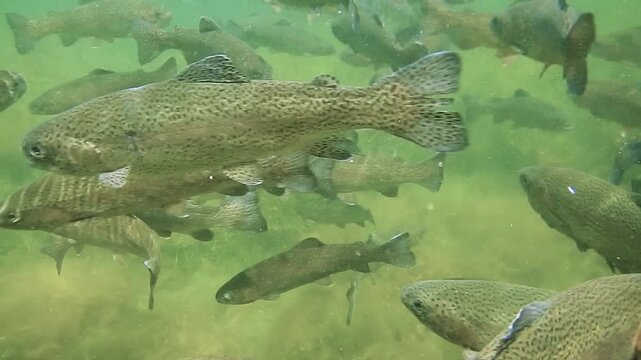 Regenbogenforellen schwimmen in einem Fischteich einer Fischzuchtanlage
