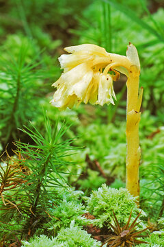 Ghost pipe, Monotropa uniflora