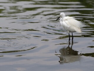 great egret in the water of the lake