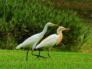 a pair of white egret
