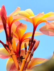 red and yellow flower