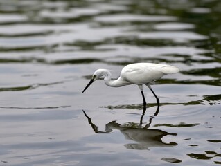 great egret in the water of the lake