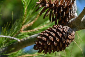 Sunlit open pine cone macro on tree branch