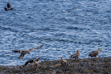 White‑tailed eagles along the coast