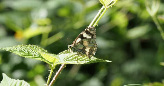 Marbled white butterfly (Melanargia galathea) with checkered wings and barely visible eyespots resting on a bramble leaf