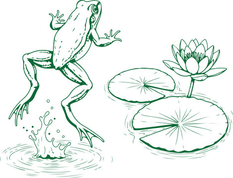 A green illustration of a frog jumping from water near a lily pad. Vector, illustration