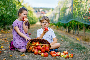 Fototapeta premium Two happy children sitting in an apple orchard with a basket full of fresh apples, enjoying harvest season outdoors, smiling real life childhood moment. Funny boy and girl.