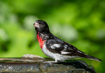 Male Rose-breasted Grosbeak in a Garden Water Fountain