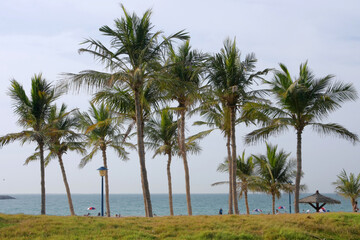 Obraz premium Tall green palm trees on a grassy beach shore overlooking the calm blue ocean under a clear, bright tropical sky.