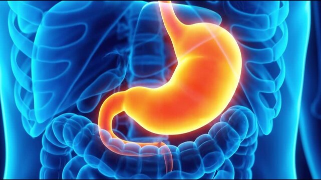 Detailed 3d render of human stomach with surrounding digestive organs, suitable for medical education, health awareness, scientific research, biology illustration, and healthcare content.