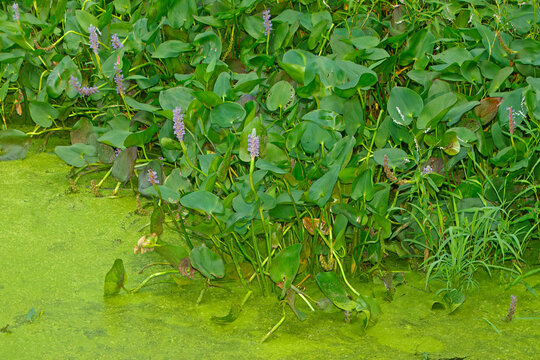 Pickerel Weed, Pontederia cordata, at the edge of a wetland.