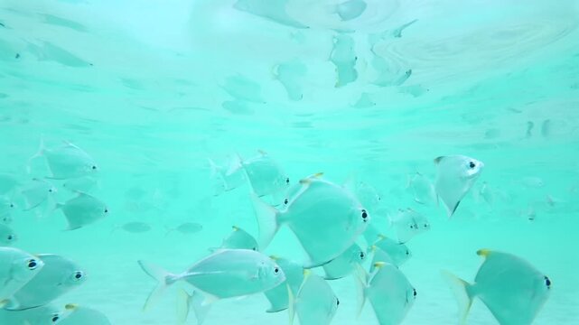 Large School Of Silver Moonfish Swimming In Shallow Turquoise Water Over Sandy Seabed In Hikkaduwa Sri Lanka
