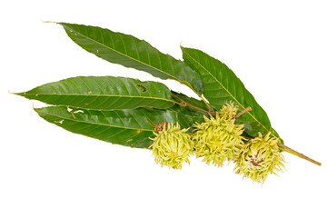 Sawtooth Oak, Quercus acutissima, leaves and acorns on white. © Michael Redmer©