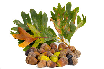 Early autumn leaves and acorns of a White Oak, Quercus alba, on white background © Michael Redmer©