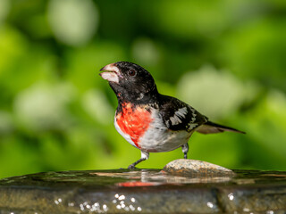 Male Rose-breasted Grosbeak in a Garden Water Fountain