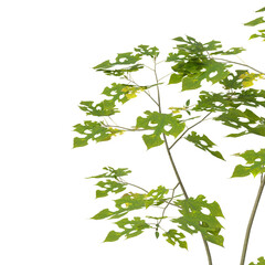 Single green small tree isolated on transparent background. Small plant isolated on transparent background. young plant or young tree isolated on white background. Small tree PNG. Small plant PNG.