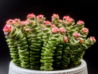 crassula rupestris succulent plant on black background