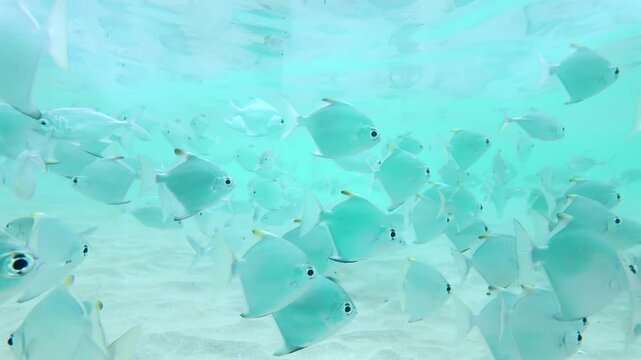 Slow Motion Dense School Of Silver Fish Swimming Over White Sand In Turquoise Shallow Water Of Sri Lanka
