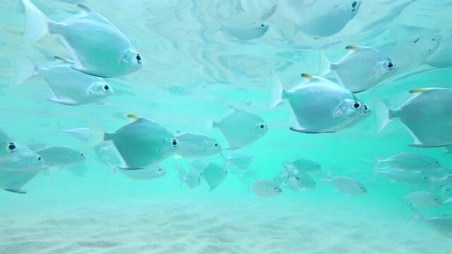 Slow Motion Mix Of Silver Moonfish And Caranx Swimming Near Sandy Bottom In Hikkaduwa Sri Lanka