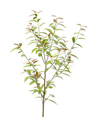 Obraz premium Single small cinnamon tree isolated on transparent background. Small plant isolated on transparent background. young plant or young tree isolated on white background. Small tree PNG. Small plant PNG.