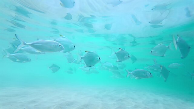 Slow Motion School Of Silver Fish Swimming Under Shimmering Surface In Hikkaduwa Sri Lanka