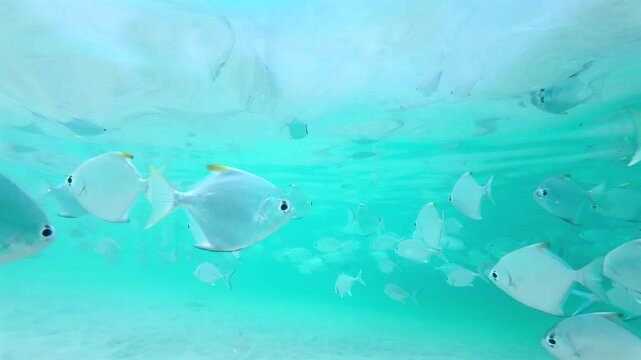 Slow Motion Silver Moonfish School Dispersing In Clear Turquoise Tropical Water In Hikkaduwa Sri Lanka