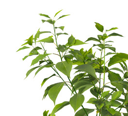 Obraz premium Plant branch isolated on transparent background. Green small tree branch isolated on transparent background. Young plant or tree leaves isolated on white background. Tree foliage PNG. Plant leaves PNG