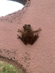 Obraz premium A frog is clinging to the wall.