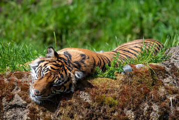 tiger in the zoo © Naomi