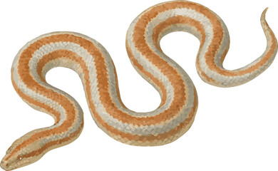 Obraz premium Vector watercolor illustration of a desert rosy boa