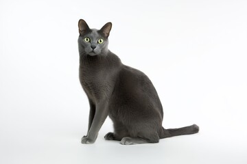studio photo of a Korat cat, full body visible, cat sitting naturally, upright calm sitting posture, cat facing the camera, pure white studio cyclorama background,